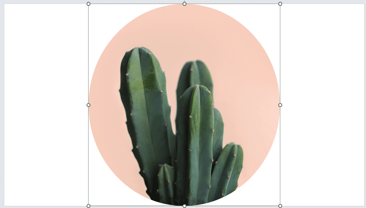 How to crop picture into a circle in PowerPoint