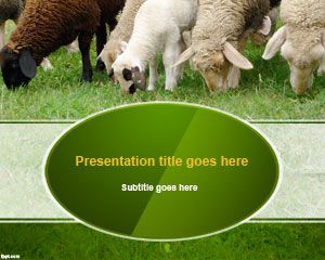 Sheeps Wool PowerPoint Template