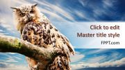 160043-owl-template-16x9-1