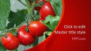 160381-tomatoes-template-16x9-1