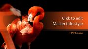 160389-flamingo-template-16x9-1